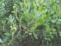 Acacia brachybotrya