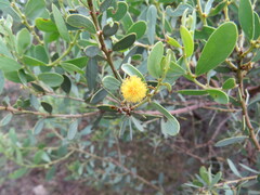 Acacia brachybotrya