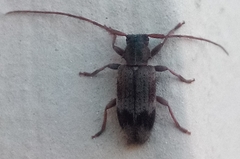 Exocentrus lusitanus