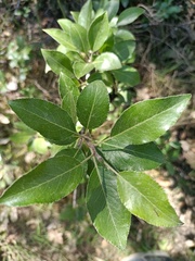 Pyrus spinosa