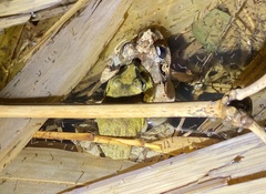 Platyplectrum fletcheri