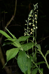 Cephalantheropsis obcordata