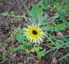 Arctotheca calendula