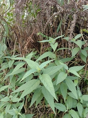 Eupatorium tashiroi
