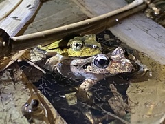 Platyplectrum fletcheri