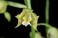 Cephalantheropsis obcordata