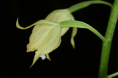 Cephalantheropsis obcordata