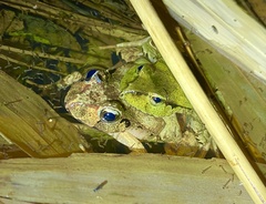 Platyplectrum fletcheri