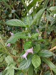 Strobilanthes cusia