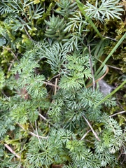 Erodium glandulosum