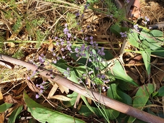 Limonium narbonense