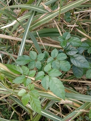 Causonis corniculata