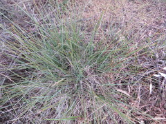 Lomandra effusa