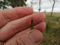 Lomandra effusa