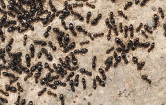 Plagiolepis schmitzii