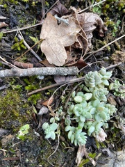 Sedum dasyphyllum