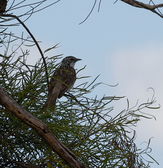 Plectorhyncha lanceolata