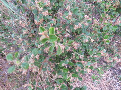 Pomaderris paniculosa