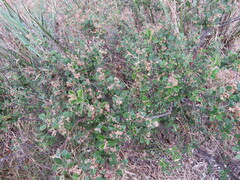 Pomaderris paniculosa