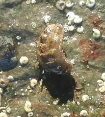 Acanthochitona crinita