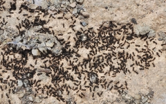 Plagiolepis schmitzii