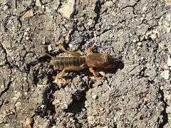 Gryllotalpa gryllotalpa