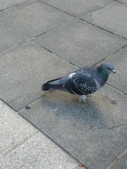 Columba livia domestica