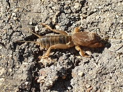 Gryllotalpa gryllotalpa