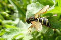 Xanthogramma citrofasciatum