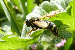 Xanthogramma citrofasciatum