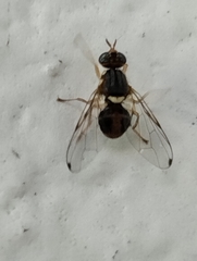 Bactrocera oleae