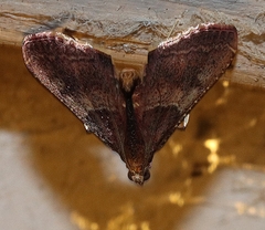 Endotricha ignealis