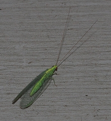 Apertochrysa edwardsi