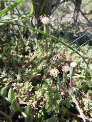 Curio radicans