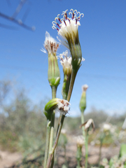 Curio radicans
