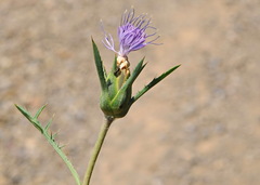 Carthamus mitissimus