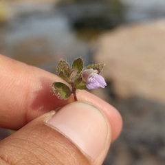 Hygrophila serpyllum