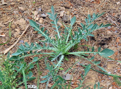 Carthamus mitissimus
