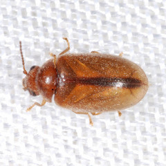 Contacyphon laevipennis