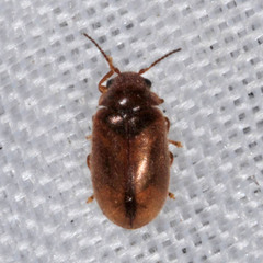 Contacyphon laevipennis