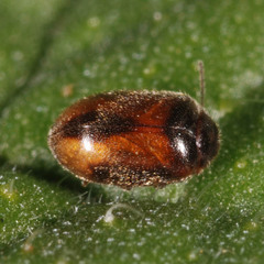 Contacyphon laevipennis