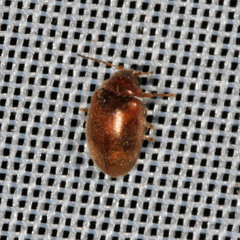 Contacyphon laevipennis