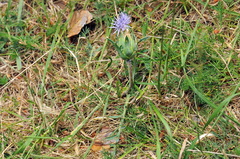 Carthamus mitissimus
