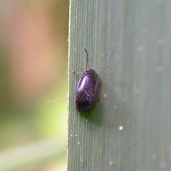 Scirtes hemisphaericus