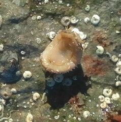Acanthochitona crinita