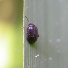 Scirtes hemisphaericus