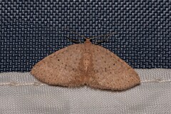 Poecilasthena anthodes