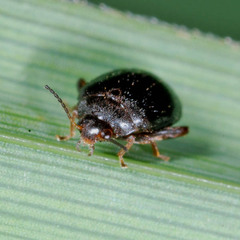 Scirtes hemisphaericus