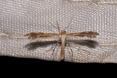 Pterophoridae