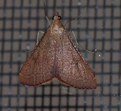 Endotricha pyrosalis